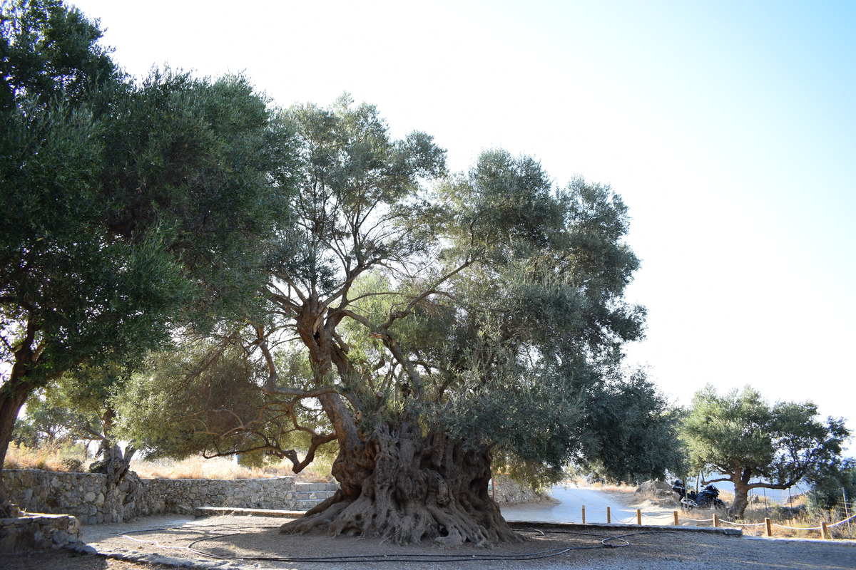 Η αρχαία ελιά της Καβούσσης