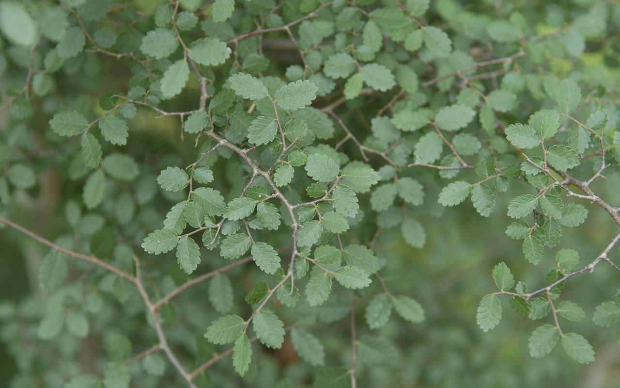 Cretan Zelkova Abelicea