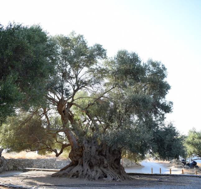 Η αρχαία ελιά της Καβούσσης