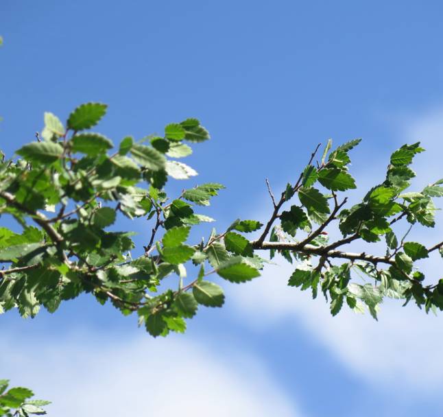 Cretan Zelkova Abelicea